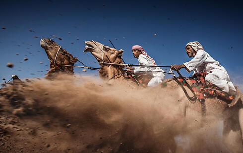 Carrera de camellos en Omán