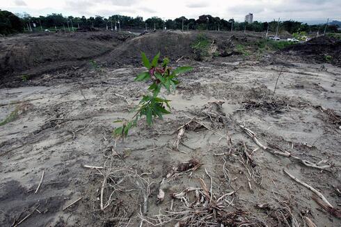 La agricultura y la deforestación representan alrededor de un cuarto de las emisiones de gases con efecto invernadero. 