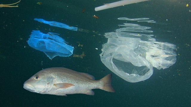 Desechos plásticos en el mar
