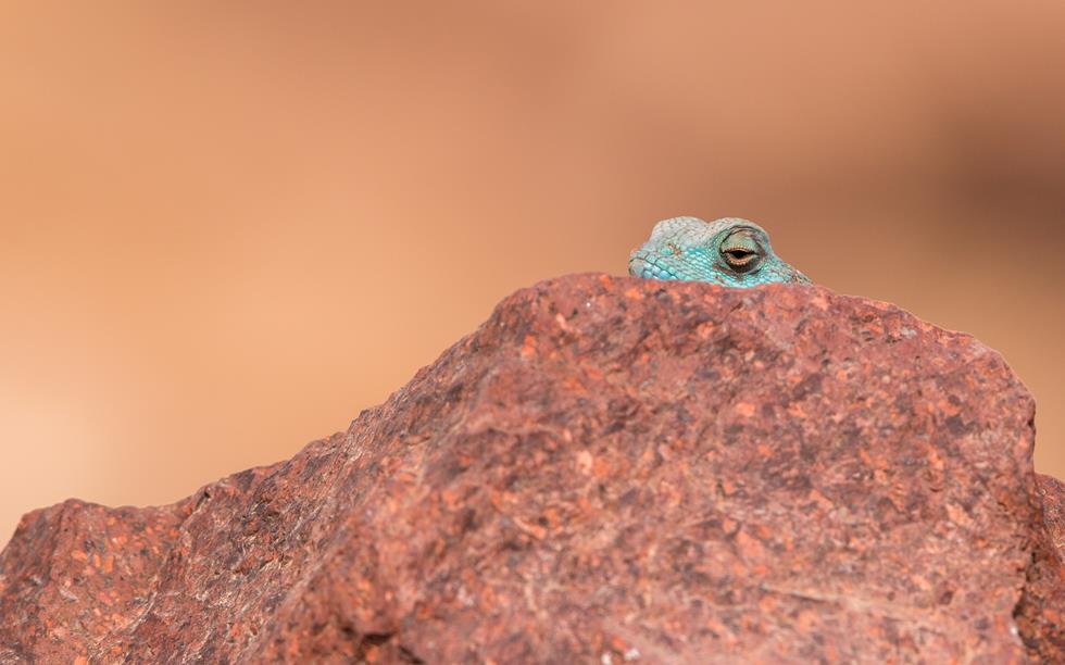Un lagarto del Sinaí 