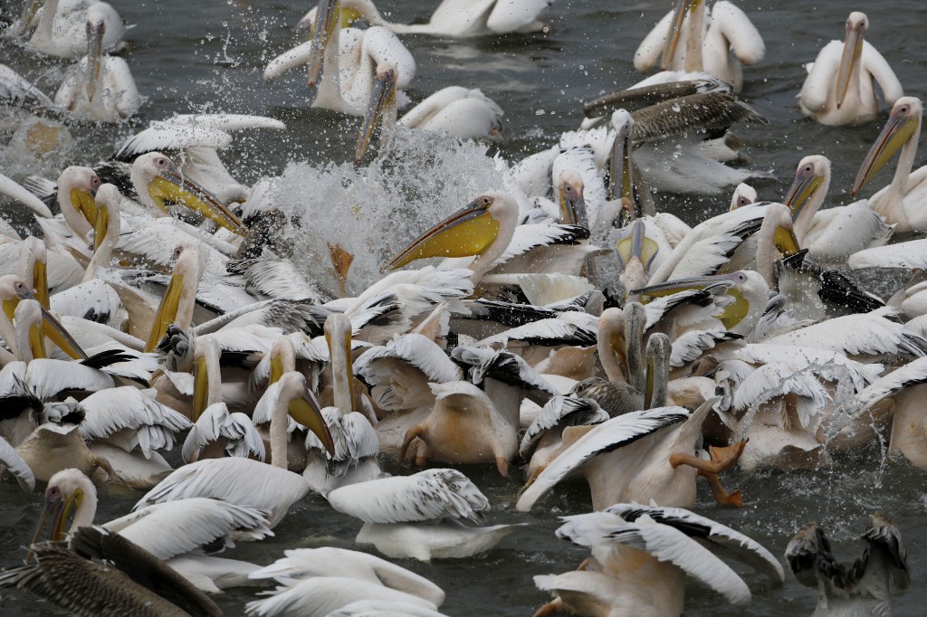 La enorme cantidad de aves causa daños graves a la industria local. 