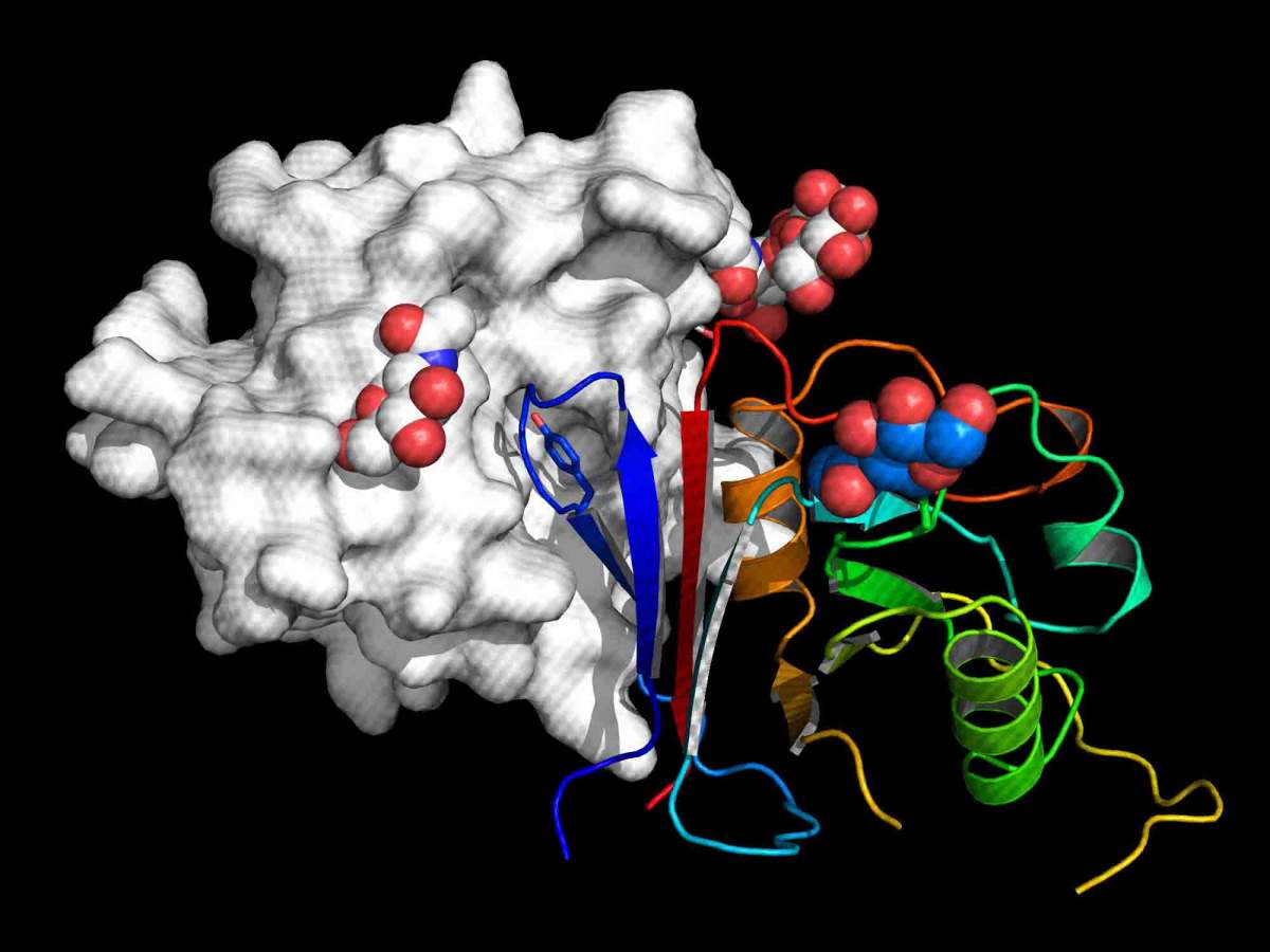 La parte activa de la molécula “eARN” (filamentos con los colores del arco iris) se une al receptor del virus Machupo (en gris)
