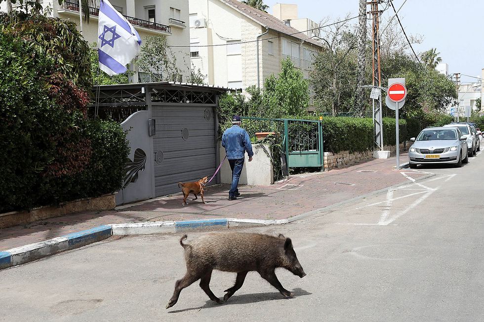 Un perro observa con curiosidad a un jabalí