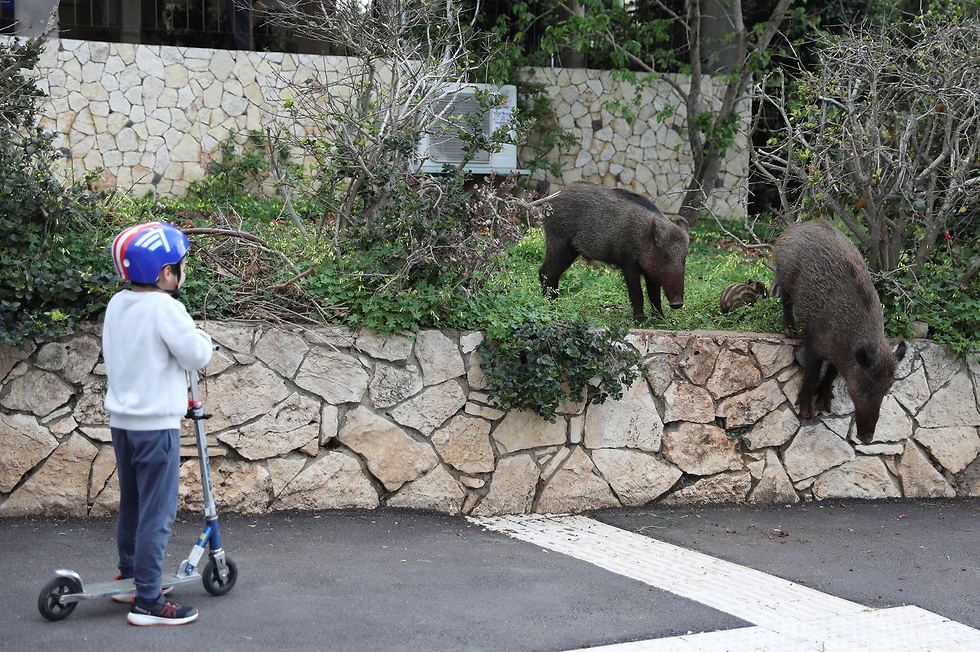 Un niño observa a un grupo de jabalíes en Haifa