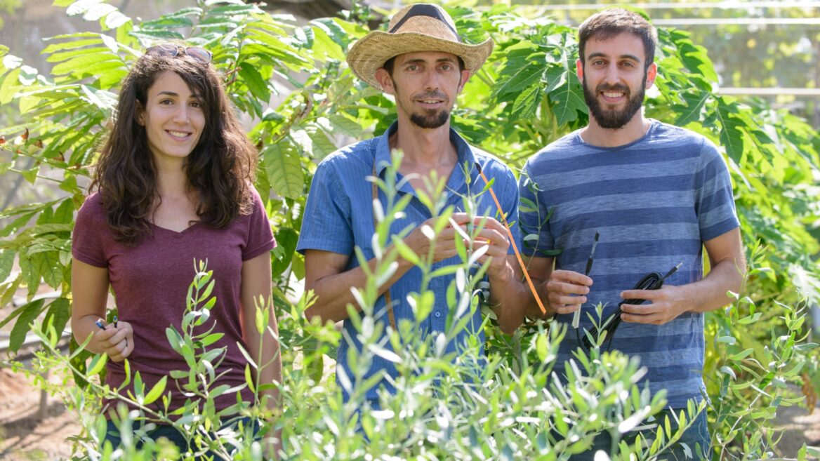 El doctor Tamir Klein junto a los estudiantes de investigación Yael Wagner e Ido Rog en el Laboratorio de Árboles del Instituto de Ciencia Weizmann. (cortesía) El doctor Tamir Klein junto a los estudiantes de investigación Yael Wagner e Ido Rog en el Laboratorio de Árboles del Instituto de Ciencia Weizmann.