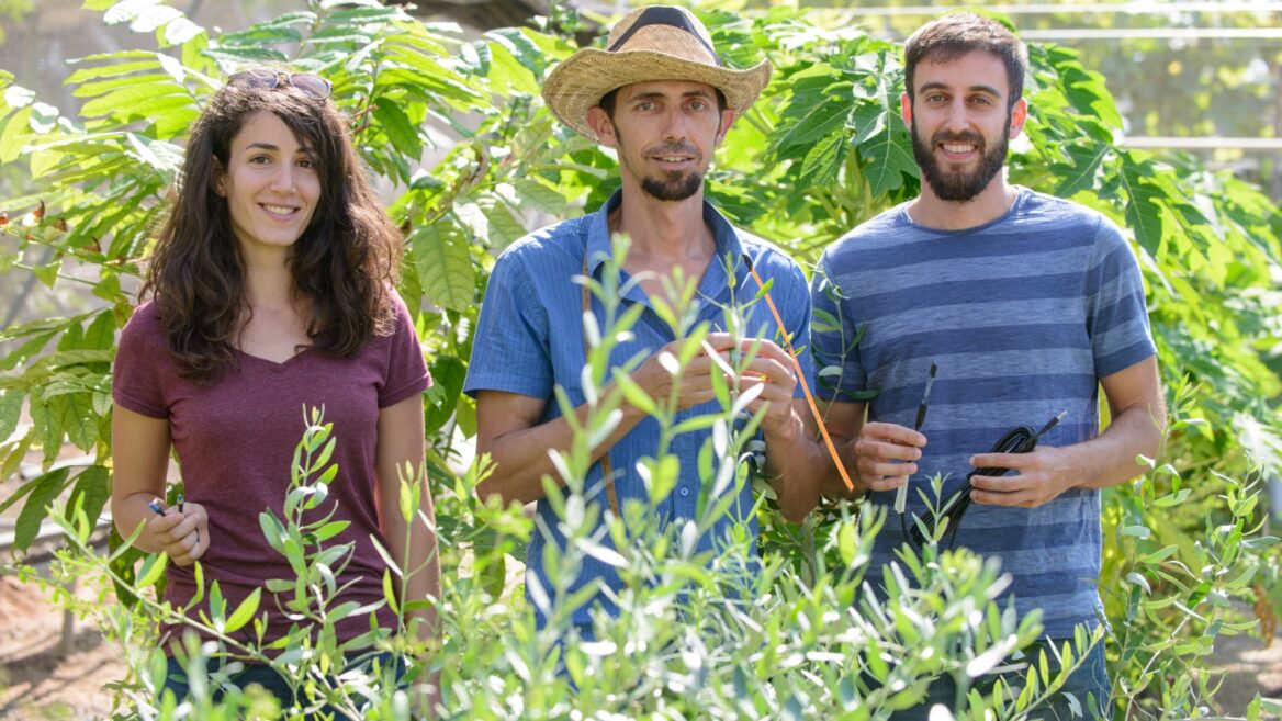 El doctor Tamir Klein junto a los estudiantes de investigación Yael Wagner e Ido Rog en el Laboratorio de Árboles del Instituto de Ciencia Weizmann. 