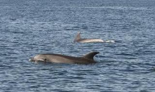 Delfines en el mar Mediterráneo.