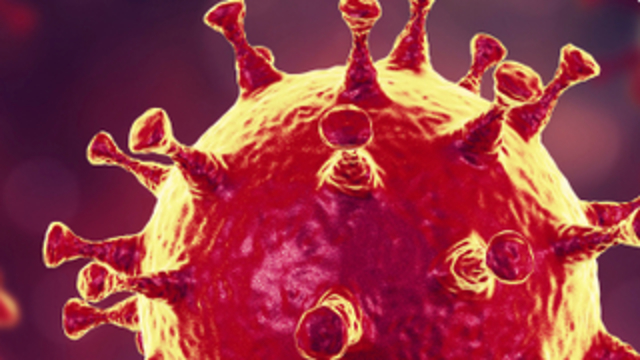 El coronavirus se adhiere al pulmón utilizando sus "puntas". 