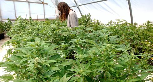 Cultivo de cannabis en el norte de Israel. 