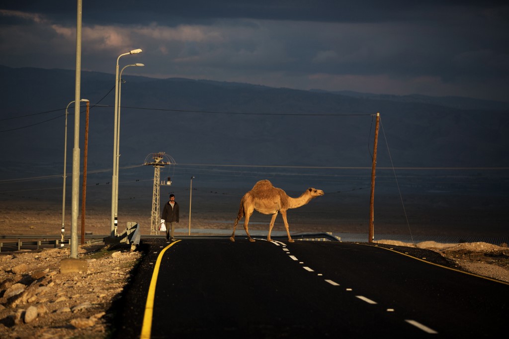 Los camellos que aparecen en la ruta no son obra del destino", afirmaron 20 alcaldes del sur israelí. 