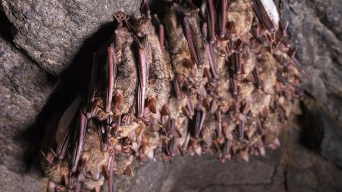 Murciélagos en una cueva.