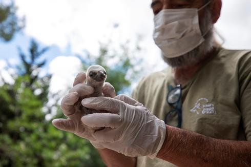 Yigal Miller, director del programa para aves de rapiña en peligro de extinción de la Autoridad de Parques y Naturaleza de Israel, con una cría de buitre Leonado..