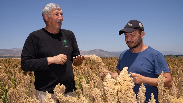 El investigador Lior Robinovich (derecha) y Tsvika Lazar en los plantíos de quinoa del kibutz Gadot. Si decidieran servir quinoa en los comedores del Ejército, la demanda aumentaría enormemente