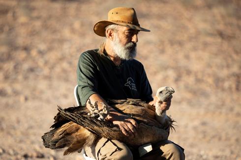 Yigal Miller, director del programa para aves de rapiña en peligro de extinción de la Autoridad de Parques y Naturaleza de Israel, con un buitre leonado en el sur de Israel.
