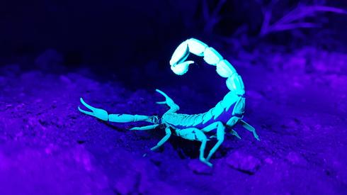 Un escorpión bajo luces ultravioletas. 