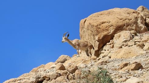 La reserva natural de Ein Gedi es uno de los lugares turísticos más populares de Israel 