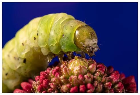 Lior Glaichman: “Cuando fotografiaba a los insectos en la naturaleza, no me sentía del todo cómodo”.