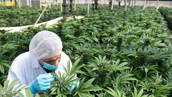 Mejor granja de cannabis de Israel. 