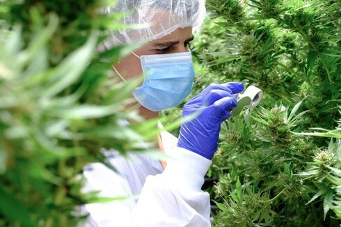 Israel permite por ley el uso medicinal de cannabis, y avanza en leyes de despenalización y legalización. (Drop Production) Cannabis