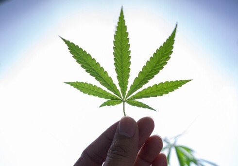 Planta de cannabis. 