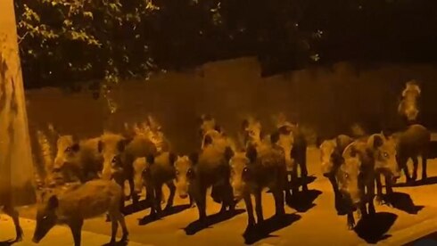 Una manada de jabalíes camina tranquilamente por las calles de Haifa, durante la noche. 