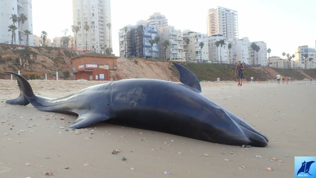Un delfín muerto en la playa de Bat Yam. 