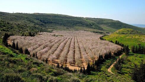 En los Altos del Golan los pobladores drusos evitan explicitar su identificación con Israel por temor a represalias sirias. (Yehuda Wainberg) Altos del Golan.