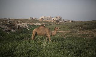 Camello Beduinos