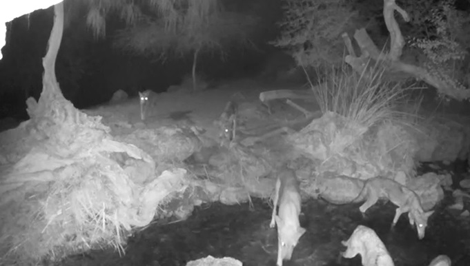 Manada de lobos registrada por las camaras del Parque Ein Gedi. 