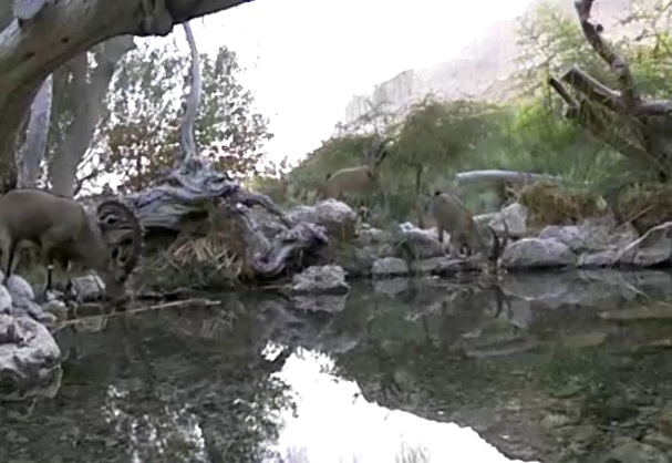 Cabras silvestres en la reserva de Ein Gedi. 