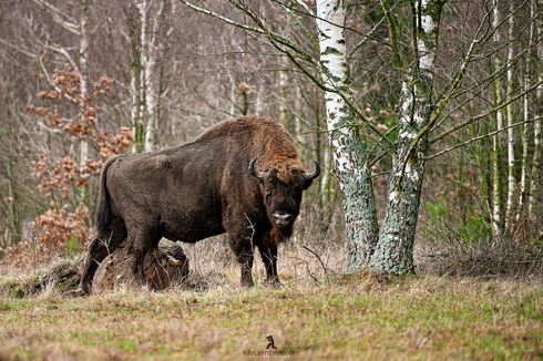 Bisonte europeo, "el doble de tamaño que una vaca normal". 