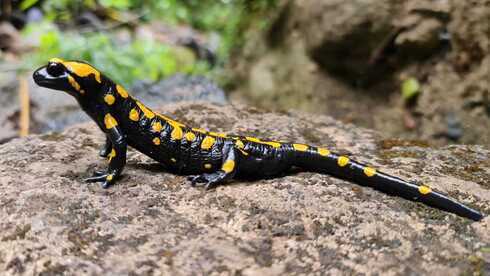 Esta clase de salamandras, manchadas de negro y amarillo, son venenosas y viven en cuerpos de agua clara. 
