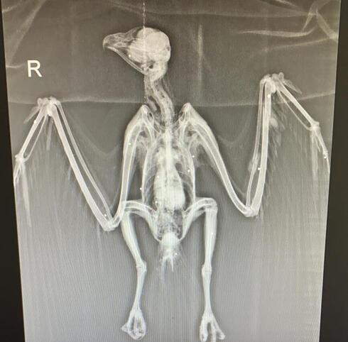 Radiografía de un ave de presa herida. 