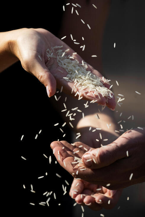 Arroz elaborado en un centro de investigación de Netafim en el Kibbutz Magal. (Reuters) Arroz elaborado en un centro de investigación de Netafim en el Kibbutz Magal.