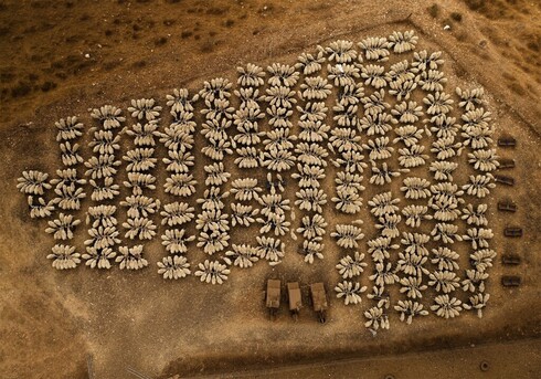 Un rebaño de ovejas se apiña mientras se alimenta. Cerca del kibutz Ramot Menashe, 25 de julio de 2020. (Robert Asaiag) Fotos