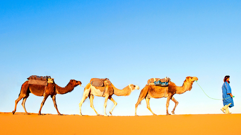 Camellos. Una de las atracciones para los turistas que vistan el desierto de Marruecos. 