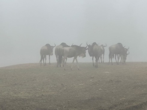 Niebla en el jardín zoológico de Ramat Gan, en el suburbio de Tel Aviv. 