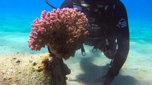 Solo sobrevive el 12% de los moluscos históricamente presentes en el Mediterráneo israelí. 