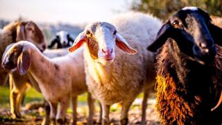 La medida es beneficiosa para los animales que ya no serán maltratados. 