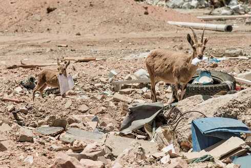 Los desechos plásticos representan un peligro para los animales. 