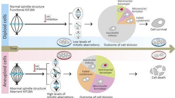 Un gráfico presentado por la Universidad de Tel Aviv sobre la investigación en la que se descubrieron vulnerabilidades en las células cancerosas. (Universidad de Tel Aviv) Un gráfico presentado por la Universidad del Estudio sobre la investigación en la que se descubrieron vulnerabilidades en las células cancerosas.