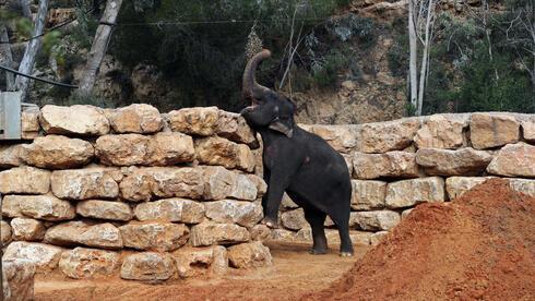 Un elefante asiático come en su recinto, en el Zoológico bíblico de Jerusalem.