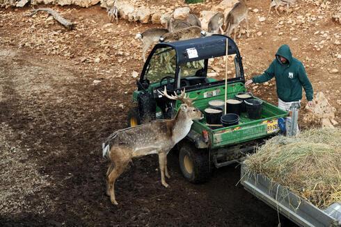 Un cuidador del Zoológico bíblico de Jerusalem alimenta a los animales mientras un gamo persa observa a su lado.