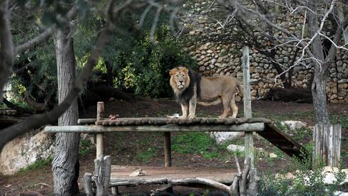Un león asiático en el Zoológico bíblico de Jerusalem.
