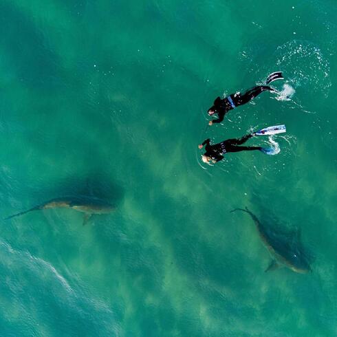 Dos valientes buceadores nadando cerca de tiburones en el mar de Hadera.