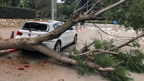 Un árbol arrancado por el viento en Rishon LeZion. 