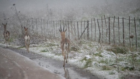 Nieve en la reserva de Butmiya, en los Altos del Golán. 