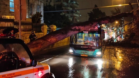 Los fuertes vientos derribaron un árbol que cayó sobre un autobús en Jerusalem sin producir heridos. Los fuertes vientos derribaron un árbol que cayó sobre un autobús en Jerusalem sin producir heridos.