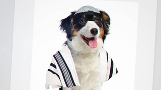 Imagen de la campaña de Yahadut Hatorah que compara a perros con judíos reformistas. 