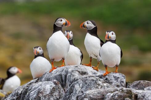  Los frailecillos abundan en las Islas Feroe.